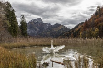 Silted swan (Cygnus olor) spreading wings, autumn mood, Leopoldsteinersee, Styria, Austria