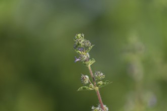 Close-up of a Mesosphaerum suaveolens (Hyptis suaveolens) plant stem with a lush green blurred