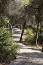 A wooden walkway snakes through a Mediterranean pine forest. The morning light glitters on the