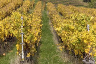 Vineyard, colorful autumn vines, terraces in the Lavaux UNESCO World Heritage Site, Rivaz, Vaud,