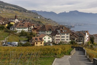 Colourful autumn vines in the UNESCO World Heritage Lavaux wine region, view of Rivaz, Vaud,