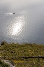 Vineyard terraces in the Lavaux UNESCO World Heritage Site, view of Les Abbayes, Rivaz, Vaud,