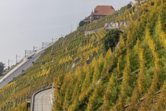Vineyard terraces in the Lavaux UNESCO World Heritage Site, view of Les Abbayes, Rivaz, Vaud,