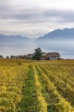 Vineyards in the Lavaux UNESCO World Heritage Site, view of Switzerland's smallest municipality,