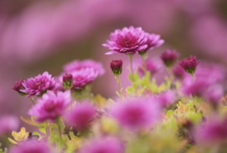 Chrysanthemums (Chrysanthemum), garden, Stuttgart, Baden-Württemberg, Germany
