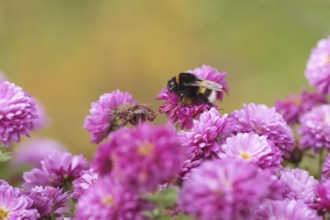 Dark bumblebee (Bombus terrestris), also thick bumblebee or black bumblebee, stiffness of cold, on
