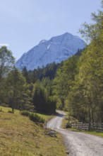 Snowy mountain hawk with forest and hiking trail in autumn, Pinnistal, Neustift im Stubai Valley,