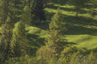 Forest and meadows in autumn, Pinnistal, Neustift im Stubai Valley, Tyrol, Austria