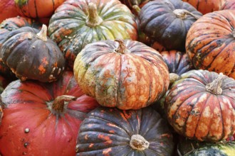 Pile of Zucca Lakota pumpkins at autumn farmers market for seasonal harvest