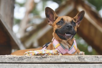 Mixed-breed dog resting on wooden plank with colorful paracord leash
