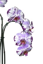 Close up of two colored purple and white flowers of 'Phalaenopsis Magic Art' orchid on white