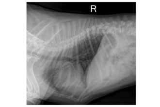 Medical X-ray of French Bulldog dog chest showing lung anatomy and veterinary diagnostic detail
