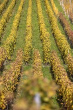 Vineyard, colorful autumn vines, terraces in the Lavaux UNESCO World Heritage Site, Rivaz, Vaud,