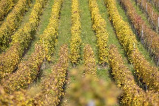 Vineyard, colorful autumn vines, terraces in the Lavaux UNESCO World Heritage Site, Rivaz, Vaud,