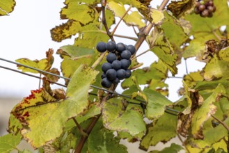 Last grapes on the vines, discolored in autumn, UNESCO World Heritage, Rivaz, Vaud, Switzerland