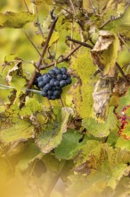 Last grapes on the vines, discolored in autumn, UNESCO World Heritage, Rivaz, Vaud, Switzerland