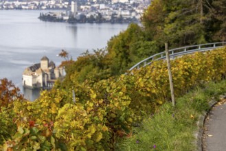 Château de Chillon, Chillon Castle, from autumnal colorful vineyard terraces, Les Terraux,