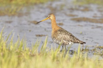 Greenpike (Limosa limosa) runs in shallow water in a moor, snipe birds, wildlife, nature