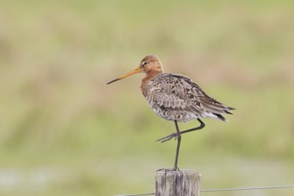 Blacktail (Limosa limosa), sitting room, on a fence post, snipe birds, wildlife, nature