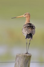 Blacktail (Limosa limosa), sitting room, on a fence post, snipe birds, wildlife, nature