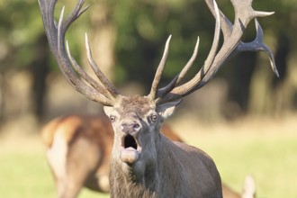 Red deer (Cervus elaphus) during rutting season, capital deer roaring in a forest clearing, animal