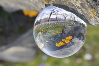 Yellow crocus (Crocus neapolitanus), through a glass ball on a crocus meadow, Siegen, North
