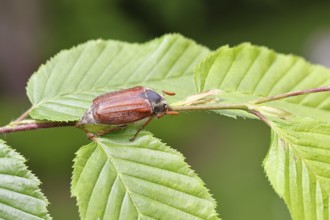 Forest May beetle (Melolontha hippocastani), male, on leaves of a hornbeam (Carpinus betulus),
