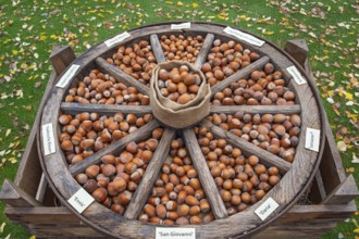 Different types of hazelnuts in an old wagon wheel, Münsterland, North Rhine-Westphalia, Germany