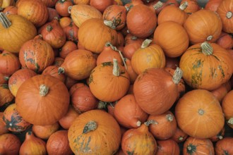 A large collection of orange pumpkins that lie close together and create an autumnal atmosphere,