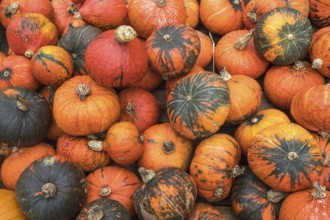 A bunch of colorful pumpkins conveying the atmosphere of autumn and harvest, North