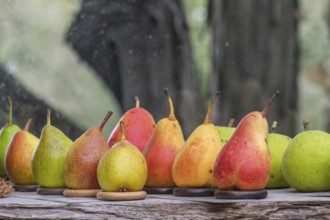 Different pear varieties (Pyrus), Kreislehrgarten, Burgsteinfurt, Münsterland, North