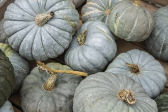 Pumpkins, nutmeg pumpkins in a wooden box, North Rhine-Westphalia, Germany