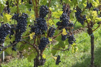 Blue grapes (Vitis sp.) am Rebstock, Südpfalz, Palatinate, Rhineland-Palatinate, Germany