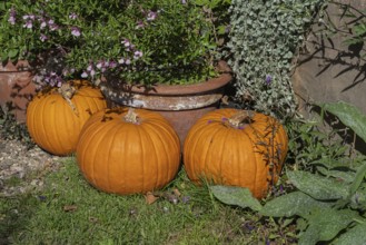 Three orange pumpkins lie on a lawn next to flower pots with green plants and flowers, North