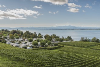 Vineyard and campground on Lake Constance, in the background the Alpstein Mountains with the
