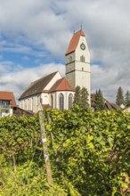 Catholic Church of St. Johann Baptist and Grapevines, Hagnau am Lake Constance, Baden-Württemberg,