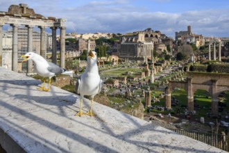 Seagulls begging for food on parapet of viewpoint on Roman Forum annoy tourists, Rome, Lazio, Italy