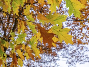 Autumn-colored trees in the theatre park, Braunschweig, Lower Saxony, Germany