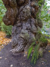 Old gnarled tree trunk, bark from an old tree, Theaterpark, Braunschweig, Lower Saxony, Germany