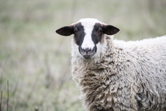 Sheep (Ovis gmelini aries) standing on pasture, upside down, North Rhine-Westphalia, Germany