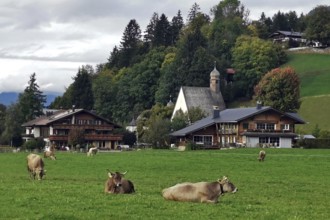 Cows in the pasture, old farmhouses in the back, and St. Loretto chapel, Oberallgäu, Allgäu,