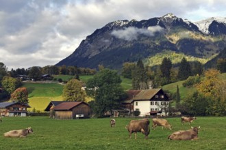 Cows on pasture, old farmhouses in the back, Oberstdorf, Oberallgäu, Allgäu, Bavaria, Germany