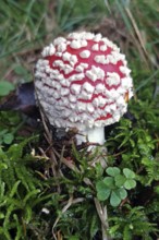 Fly Agaric, young toadstool (Amanita muscaria), Bavaria, Germany
