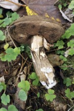 Mushroom, gloomy or porphyry bolete (Porphyrellus porphyrosporus), Bavaria, Germany