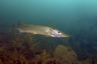 Freshwater pike (Esox lucius) swims in search of prey through the lake, Germany