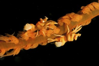 Two specimens of Ankers wire coral shrimp (Pontonides ankeri) crawling sitting on wire coral