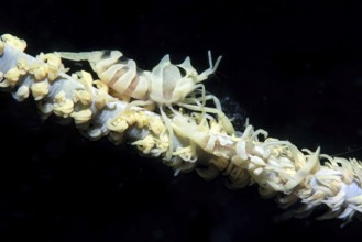 Extreme close-up from left female right male wire coral shrimp (Dasycaris zanzibarica) on wire