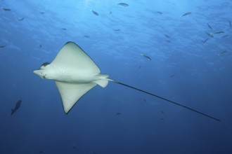 Spotted eagle ray (Aetobatus ocellatus) swims through blue sea open sea, Indian Ocean