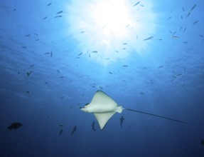 Backlight view of spotted eagle ray (Aetobatus ocellatus) swimming through blue sea open sea,