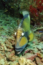 Titan triggerfish (Balistoides viridescens) bites coral rock, Pacific Ocean, Philippines